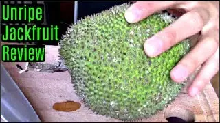 Unripe Jackfruit Review & How to use it- Weird Fruit Explorer Ep. 196