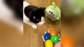 Purring Cat Nach 😌  Reverse Video