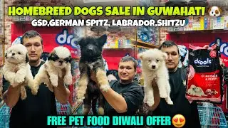 Homebreed Dogs Sale in Guwahati 🐶Free Pet Food Diwali Offer😍