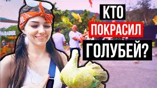 КТО ПОКРАСИЛ ГОЛУБЕЙ? САМЫЙ КРАСИВЫЙ ВЛОГ! САМУИ, ТАЙЛАНД