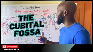 Cubital Fossa Anatomy - Boundaries, Contents, and Clinical Anatomy