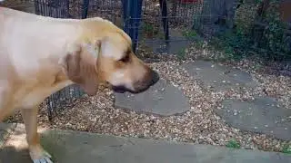 Cute Puppies Club