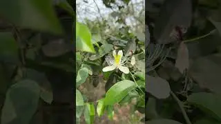 Capparis brevispina flowers #mahanadiriver