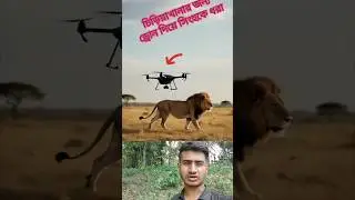Drone Captures Lion Catching Technique &ndash; Unbelievable Wildlife Strategy! 🦁😱 #shorts #shortvideo