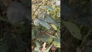 chhuimui plants #plants #shorts #youtubeshorts #shortvideo #reaction #chhuimui