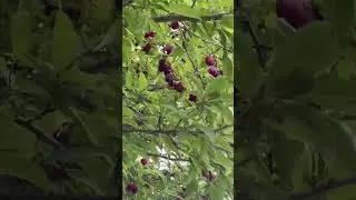 Fresh plums/ Aloo Bukhara