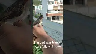 #birdrescue baby bird lost her parents reunited successfully❤ @rockfortrambo27