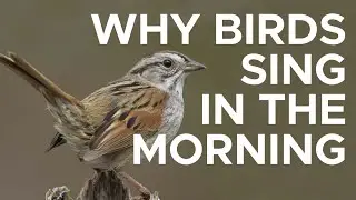 Why birds sing loudly in the morning | Sci NC