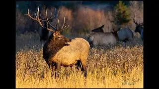 Wildlife Photography:  2021 Elk Rut