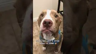 Always thinking about food 🥘 #food #shorts_ #foodie #doglover #dogstagram