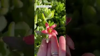 Cotyledon Pendens/Succulents