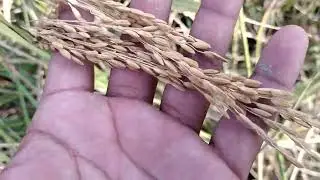 ধান হার্ভেস্ট করা হচ্ছে