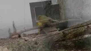 Meine Vogelzucht: Bau der neuen Zuchtanlage