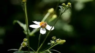 ECGN: Naturaleza V