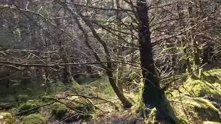 Hunting for Cryptids UK 🇬🇧