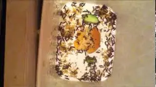 Larder Beetles Dermestes Lardarius Timelapses  Summer 2019 Part #42,780 22