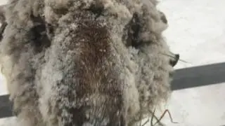 Searsport Shores, Maine Blizzard, Winter 2017