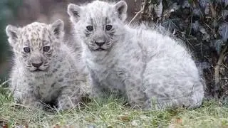 非常罕見的白色美洲豹 Very rare white jaguar
