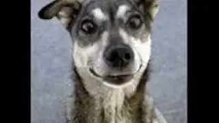 loldogs