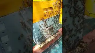 Essaimage