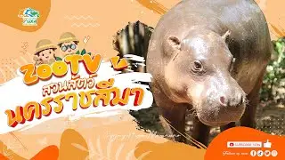 🔴 Live! หมูกรอบ Moo krob | 29-1-2026 , 12:00 | Zoo TV สวนสัตว์นครราชสีมา