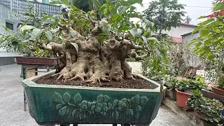 CỐT ĐẸP QUÁ - MAI VÀNG NỞ RỖ CHƠI TẾT SỚM, NHƯ SÁNG 30 TẾT