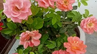 Rose plant care tips 🌹#gardening#rosecaring #flowers #tarrecegarden #shortsfeed 