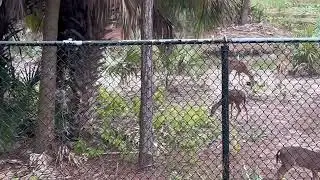 Okeeheelee Park Nature Center Deer Breakfast