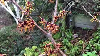 Witch hazel (Hamamelis) - flowers  & branches - February 2021
