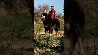 Biggest Gaddi Dog In India Puppy Available For sale 🔥🥵 #shorts #dog #dogs #gaddi #pitbull