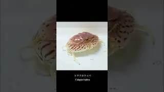 トラフカラッパ/Calappa lophos