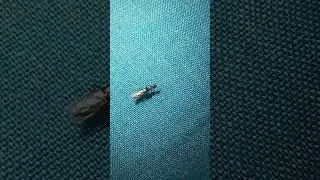 small little bug with wings #animals #bugs #animalplanet #bbcearth #cute #wings