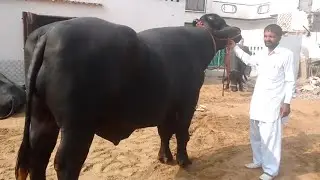 Champion Murrah bull-- Arjun. Pawan kunger wala 9992602433.