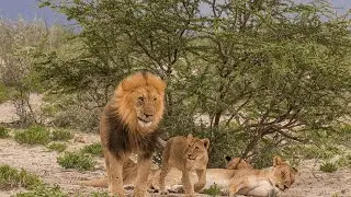 What Is a Lions Method Of Hunting | Animals Summary
