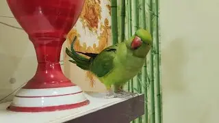 Ringneck Parrot talking video 🌹ll Bolnewala Tota ll 🦜