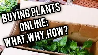 BUYING PLANTS ONLINE : WHAT, WHY AND HOW ? | An In-Depth Discussion | Whimsy Crafter