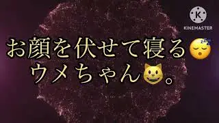 お顔を伏せて寝る😴ウメちゃん😺。