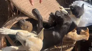 Puppy&rsquo;s Ride Motorcycle From The Farm
