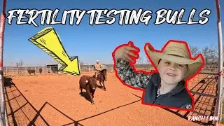 Fertility testing bulls and roping a wagyu calf