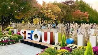 SEOUL FOREST FALL FOLIAGE: The Wonderful Colours of Autumn | #shorts #trailer