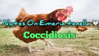 Notes On Eimeria tenella: Coccidiosis