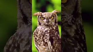 Philippine Eagle Owl Now and Then #philippines #owl