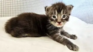 Kitten Brock's First Wobbly Steps!