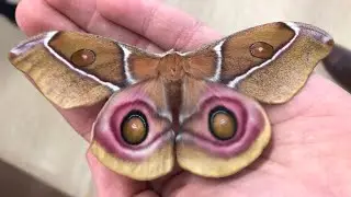 Madagascan bullseye moth LIFECYCLE! 