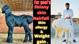 Ivotec injection/skin allergy and disease in goats/khal mei injection lgany ka tareka/deworming