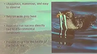 Jenn Lang &mdash; Monitoring seabirds across Puget Sound using community science