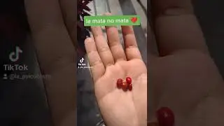 #SHORT | Germinando semillas de coca 🌿