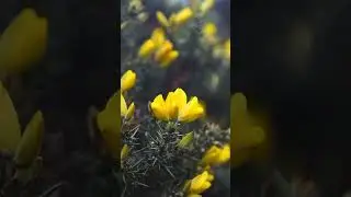 Spring is coming - Acoustic Band Background Music for video