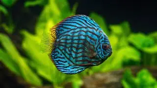 PLANTED DISCUS TANK - FULL AQUASCAPE TUTORIAL