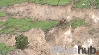 These cows survived the powerful earthquake in New Zealand